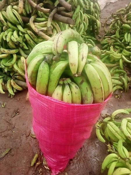 Sacs de bananes bien formées (Un gros sac de 70 kg à 14000 FCFA)